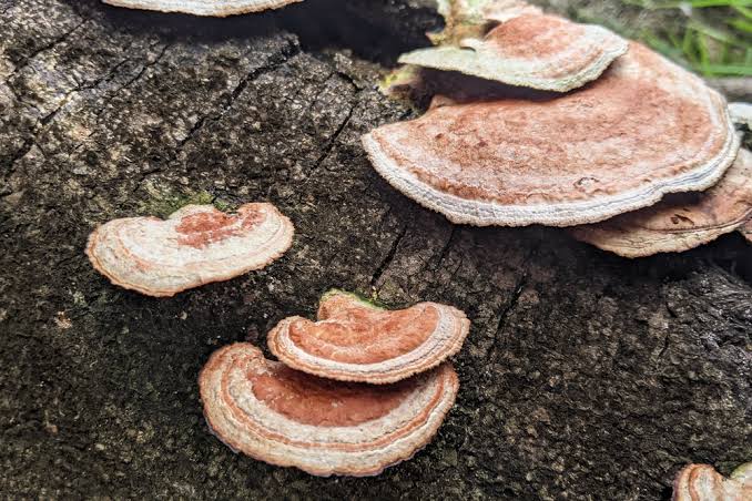 Huaier Mushroom: A Natural Immune and Cell Regulator from Traditional Chinese Medicine
