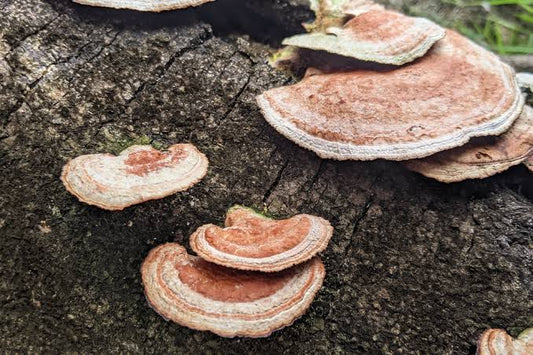 Huaier Mushroom: A Natural Immune and Cell Regulator from Traditional Chinese Medicine